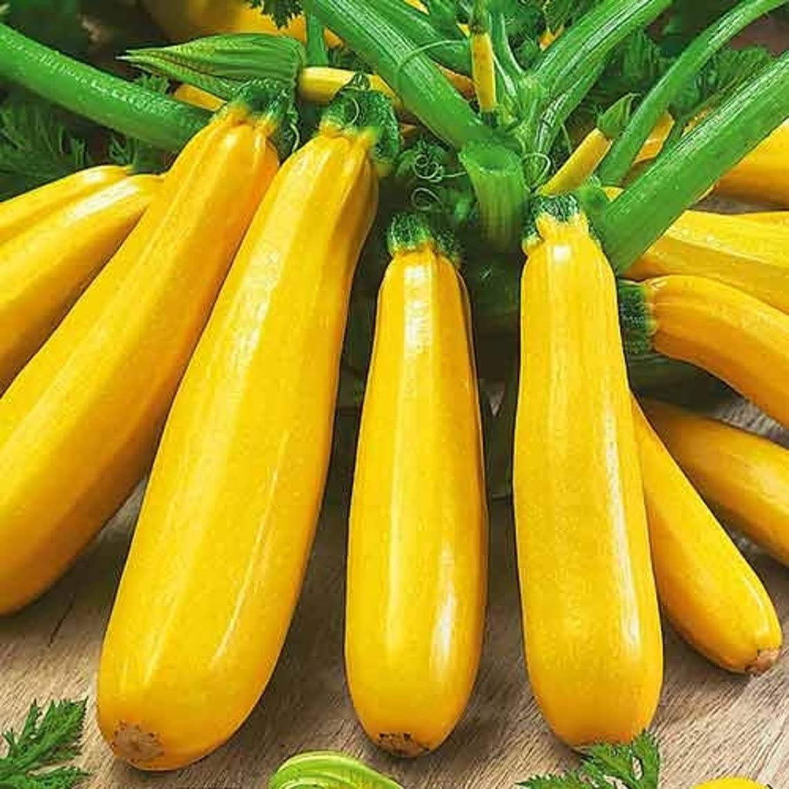 Golden (zucchini squash Cucurbita pepo heirloom vegetable) for planting in garden